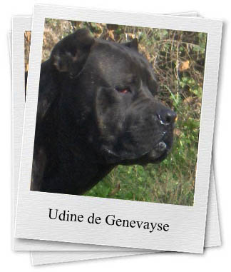 Udine de Genevayse