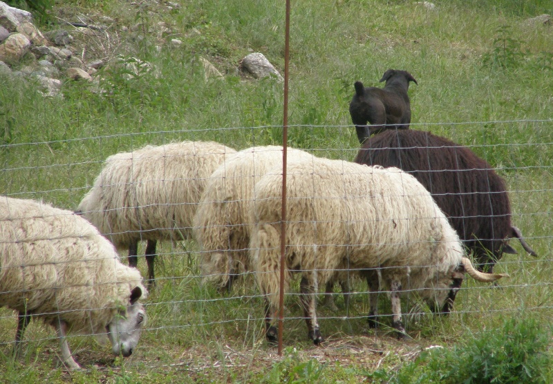 Ebène des gardiens du castelas