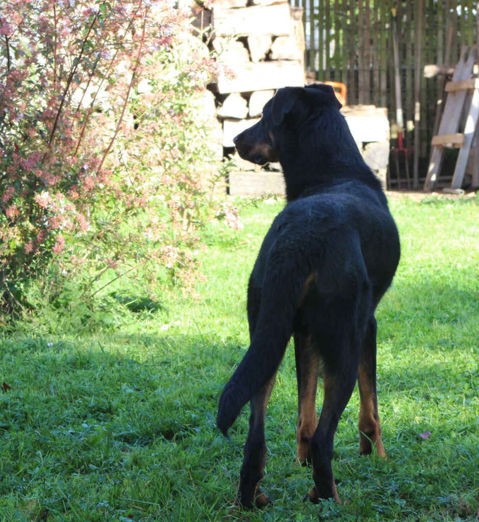 Ubu roy de la case des loups