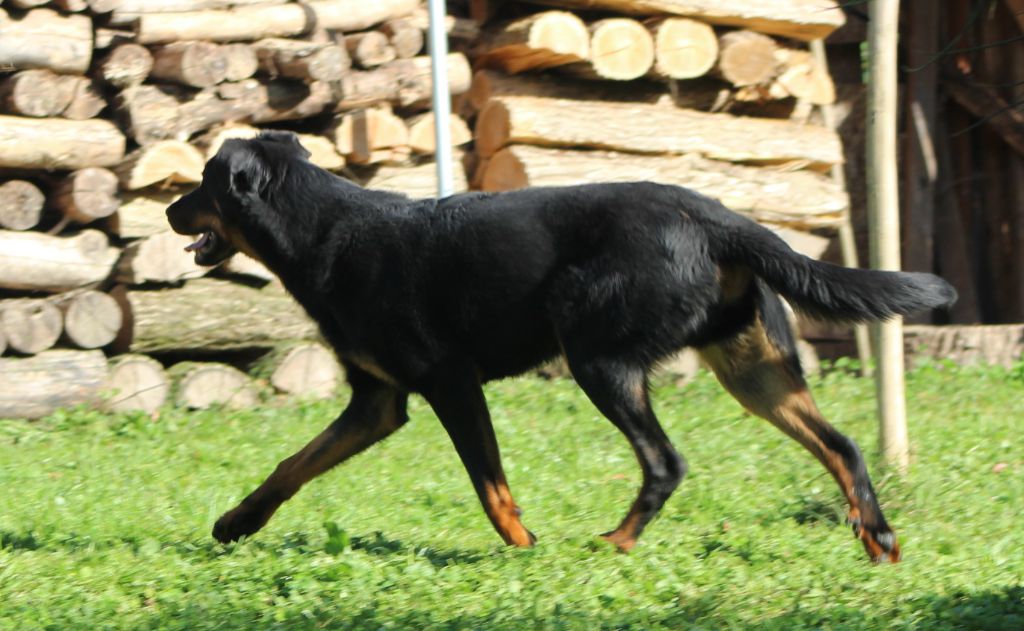 Ubu roy de la case des loups