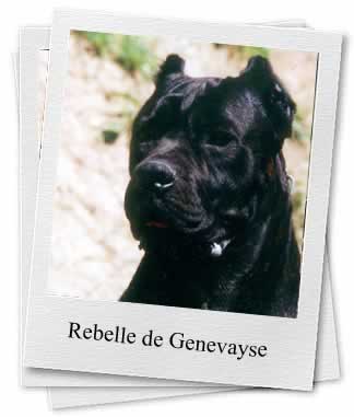 Rebelle de Genevayse