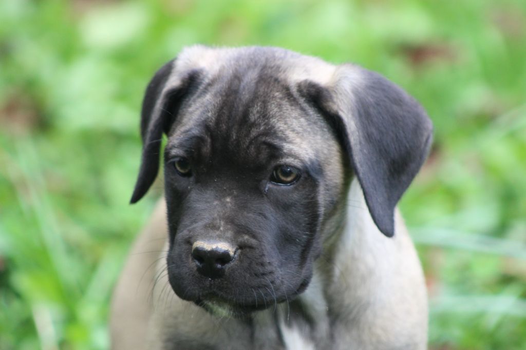 de Genevayse - Chiot disponible  - Cane Corso