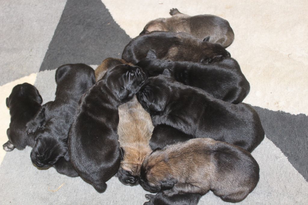 chiot Cane Corso de Genevayse