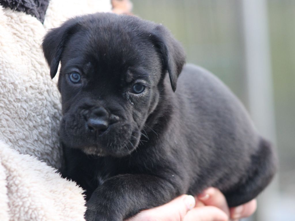 de Genevayse - Chiot disponible  - Cane Corso