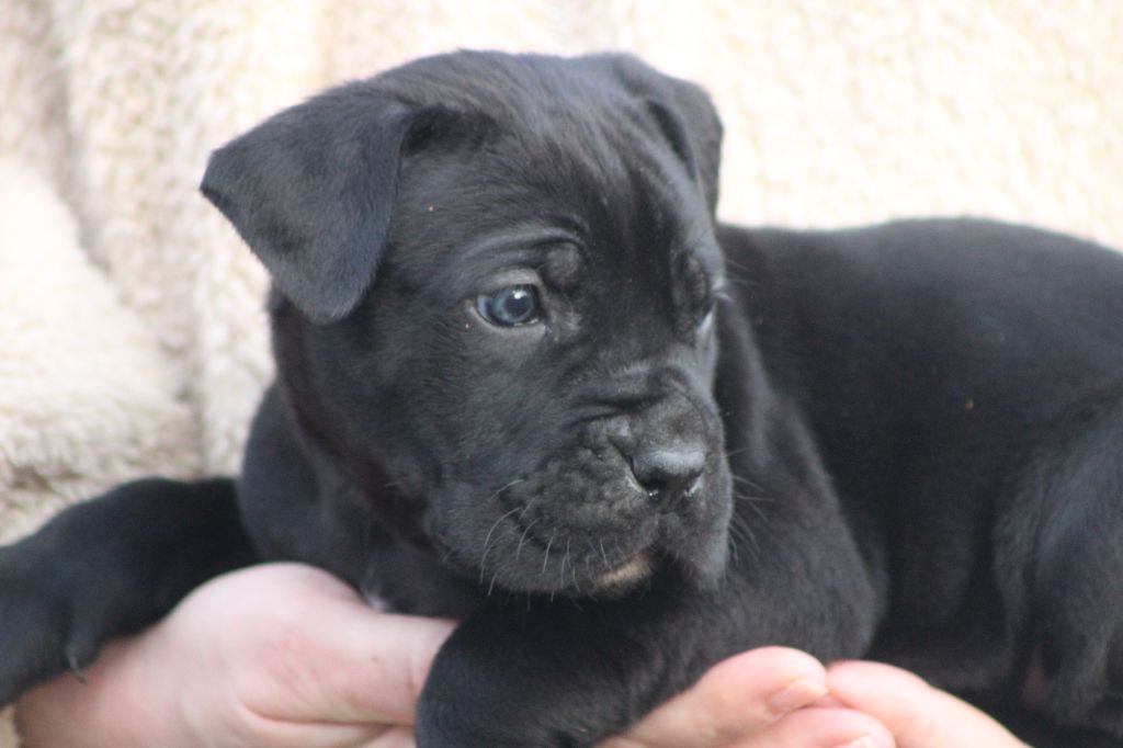 de Genevayse - Chiot disponible  - Cane Corso