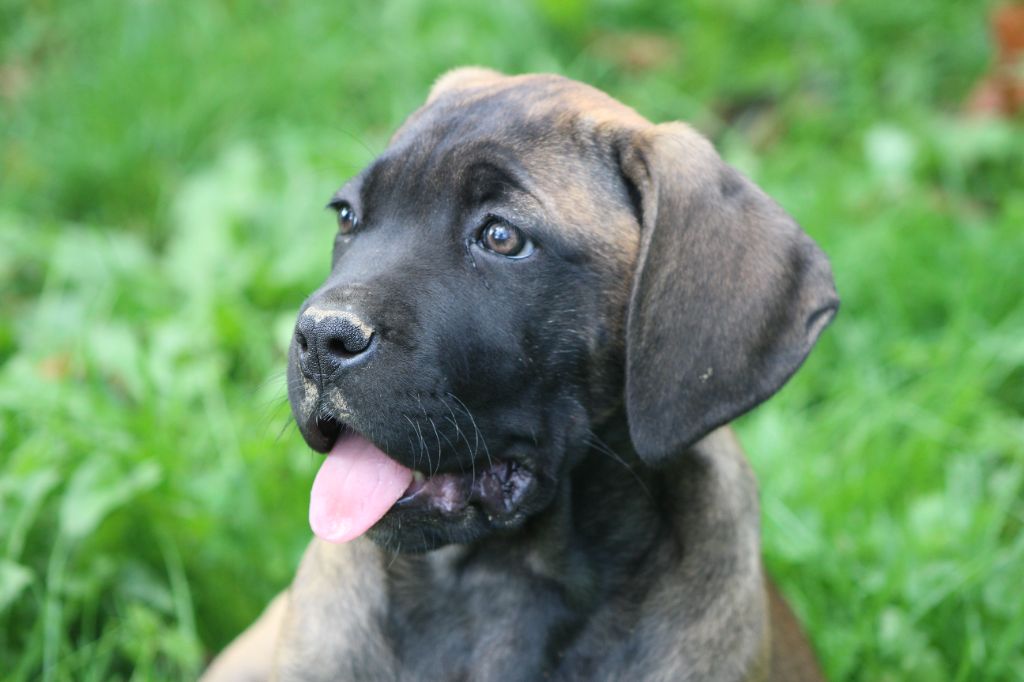 de Genevayse - Chiot disponible  - Cane Corso