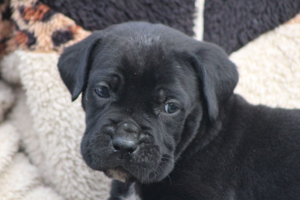 de Genevayse - Chiot disponible  - Cane Corso