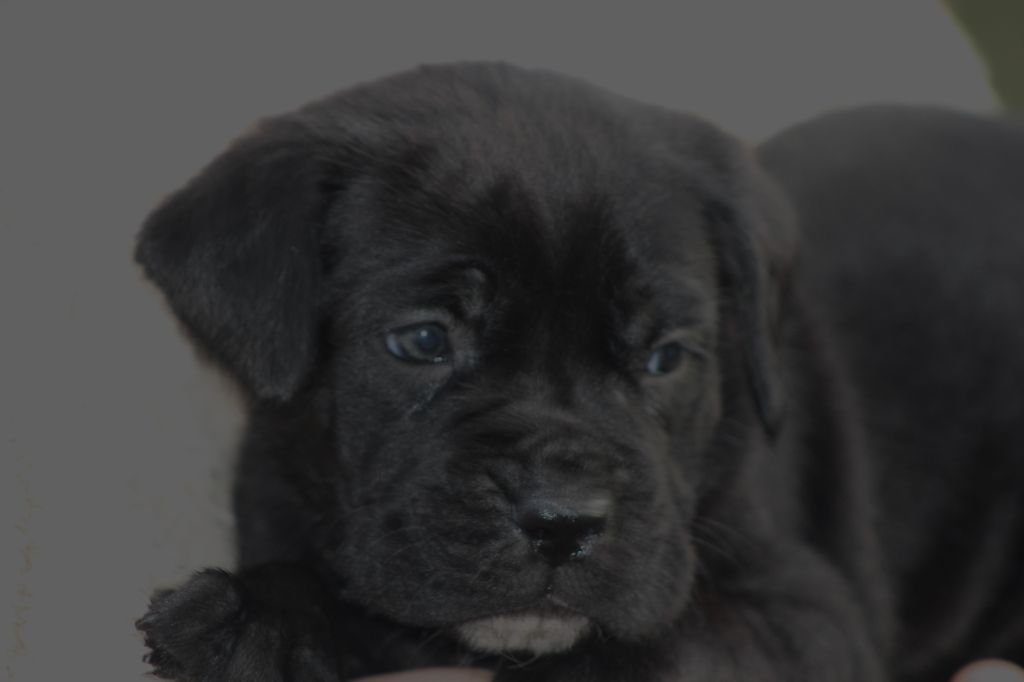 de Genevayse - Chiot disponible  - Cane Corso