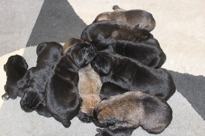 de Genevayse - Cane Corso - Portée née le 28/12/2024