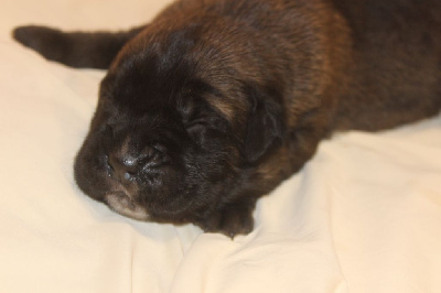 CHIOT 3 male fauve fonce masque noir