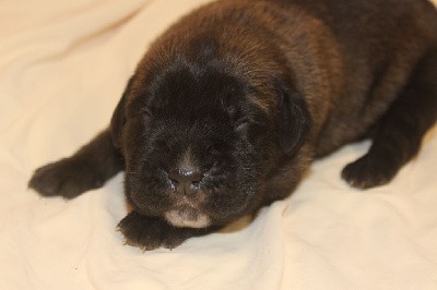 CHIOT 3 male fauve fonce masque noir