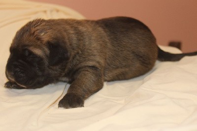 CHIOT 3 male fauve fonce masque noir