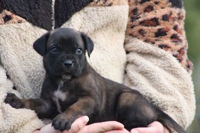 CHIOT 7 mâle fauve m noir