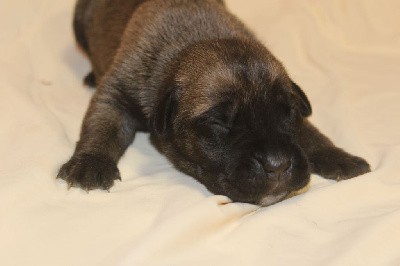 CHIOT 3 male fauve fonce masque noir