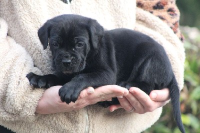 CHIOT 4 mâle noir