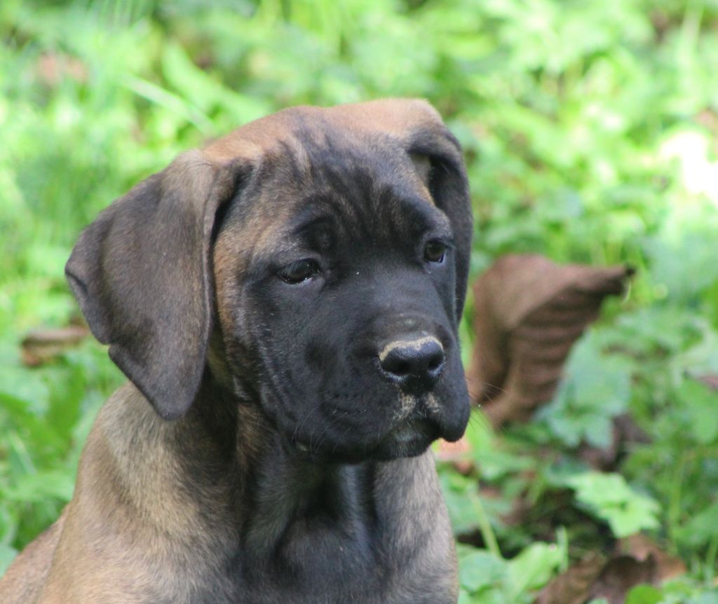 de Genevayse - Chiot disponible  - Cane Corso