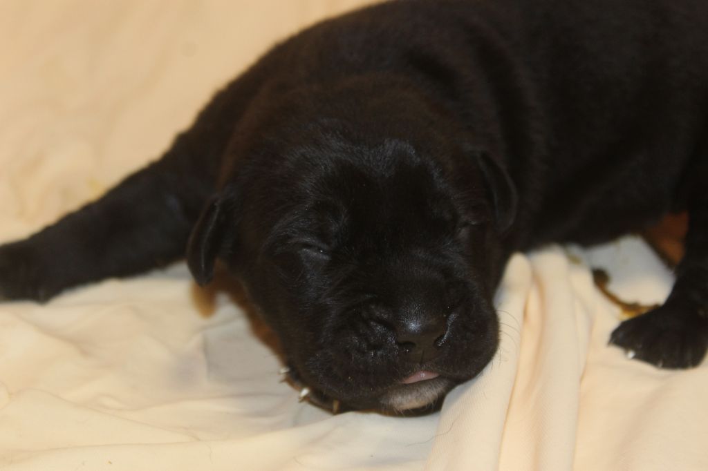 de Genevayse - Chiot disponible  - Cane Corso