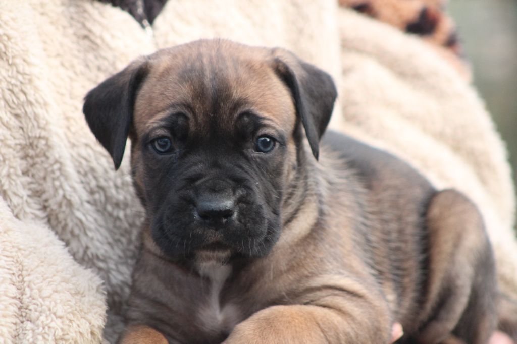 de Genevayse - Chiot disponible  - Cane Corso