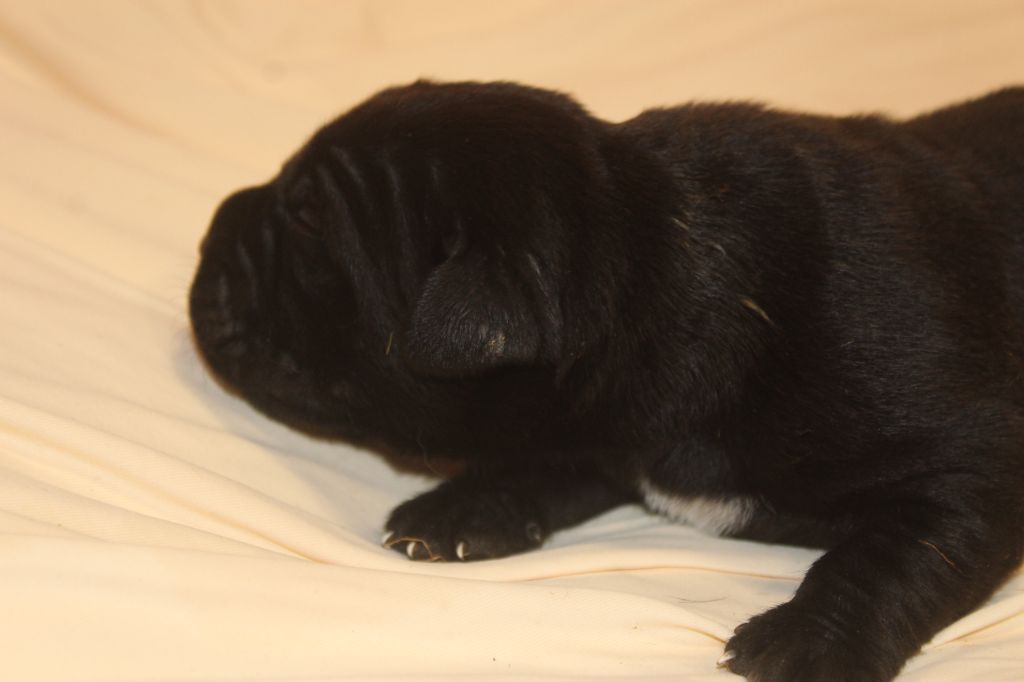 de Genevayse - Chiot disponible  - Cane Corso