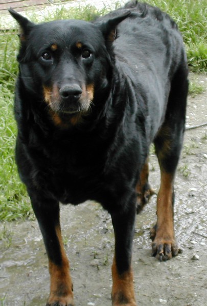 Laika de Genevayse
