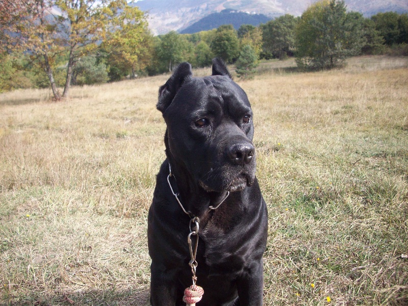 Tyson de Genevayse