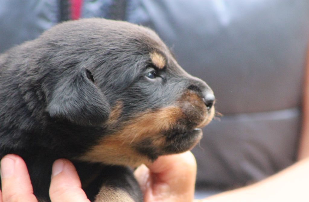 de Genevayse - Chiots disponibles - Berger de Beauce