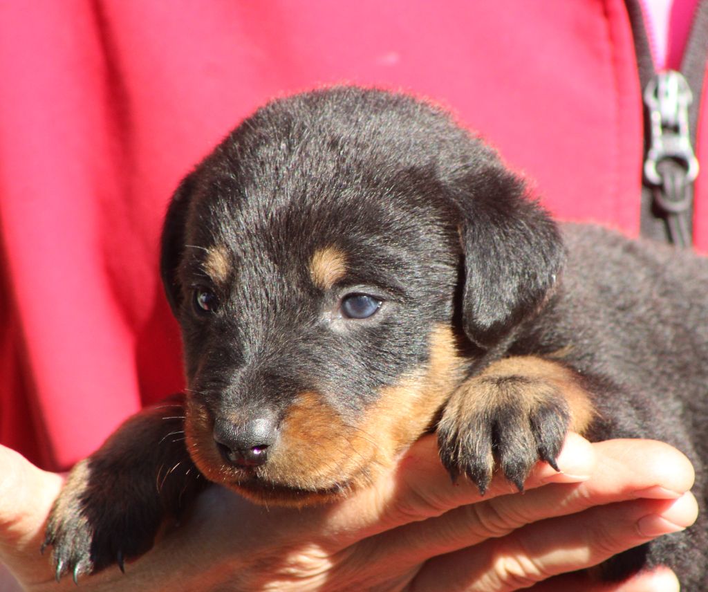de Genevayse - Chiots disponibles - Berger de Beauce