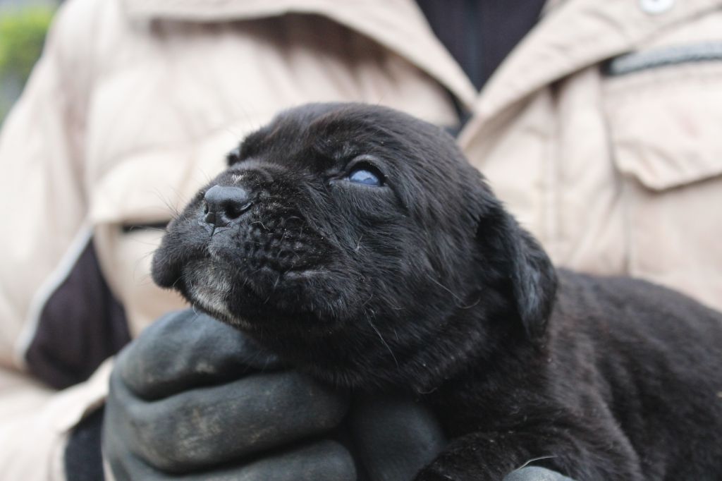 CHIOT