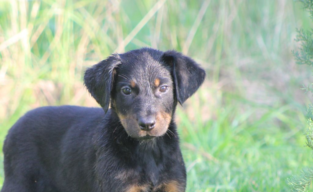 de Genevayse - Chiots disponibles - Berger de Beauce