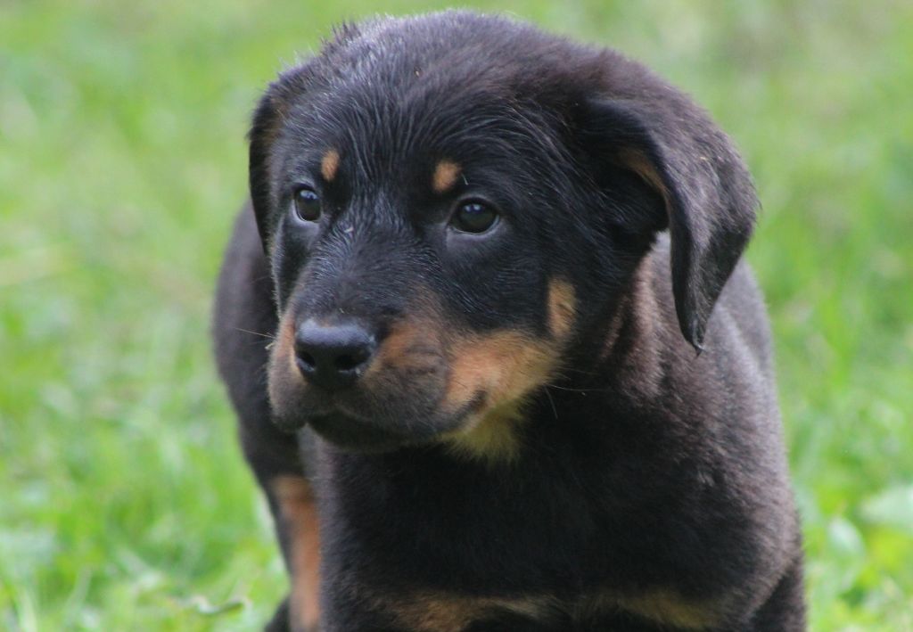 de Genevayse - Chiots disponibles - Berger de Beauce