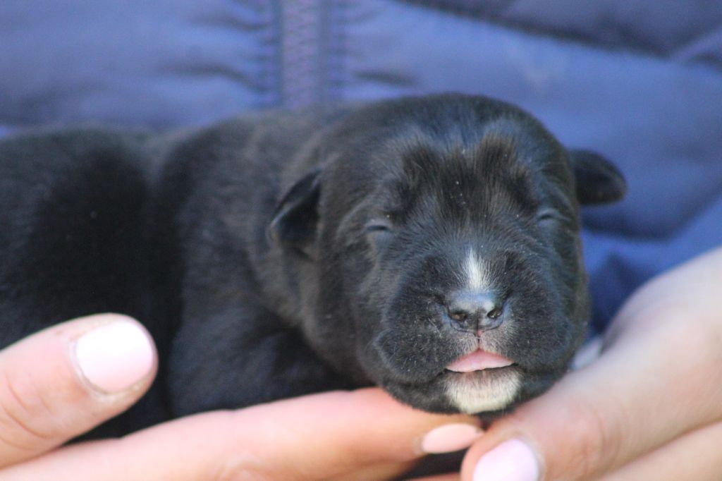 de Genevayse - Chiots disponibles - Cane Corso