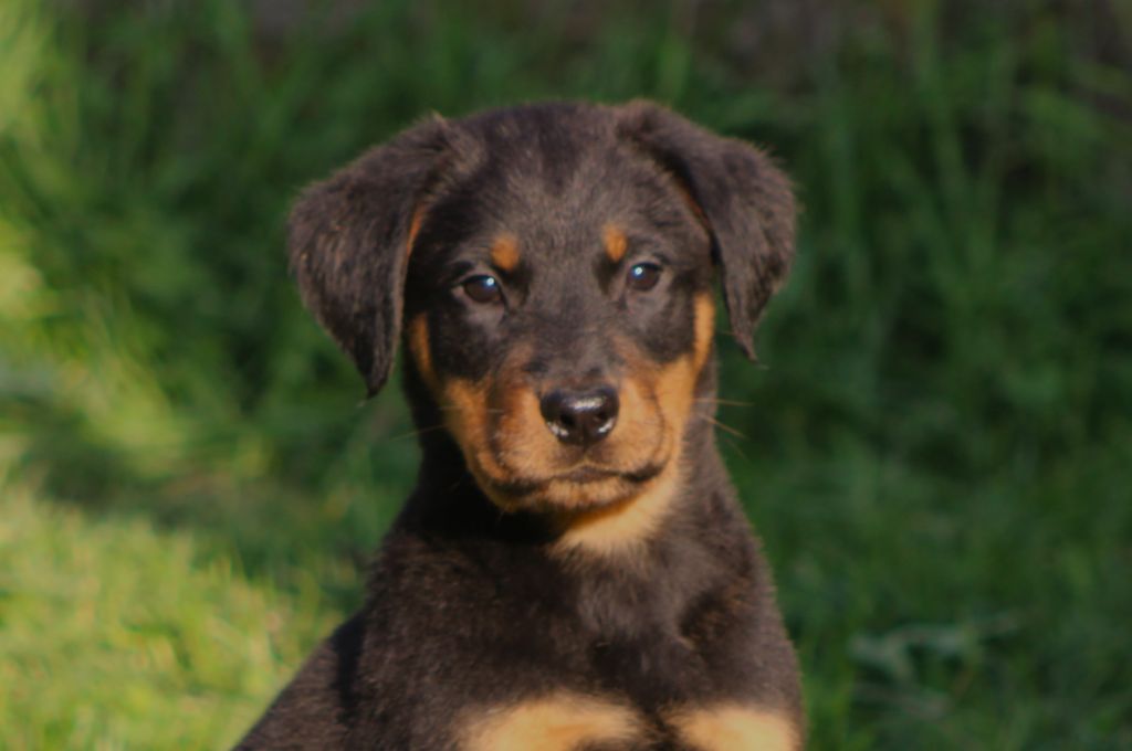 de Genevayse - Chiots disponibles - Berger de Beauce