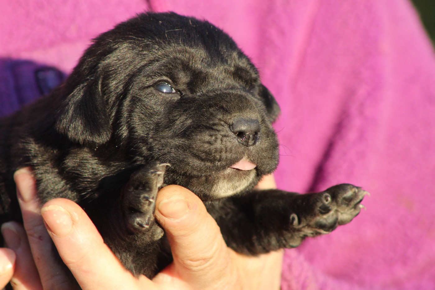 de Genevayse - Chiots disponibles - Cane Corso