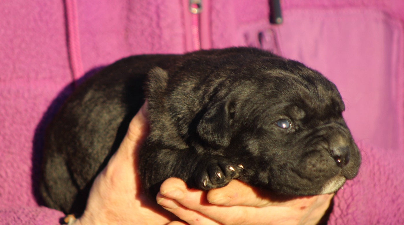 de Genevayse - Chiots disponibles - Cane Corso