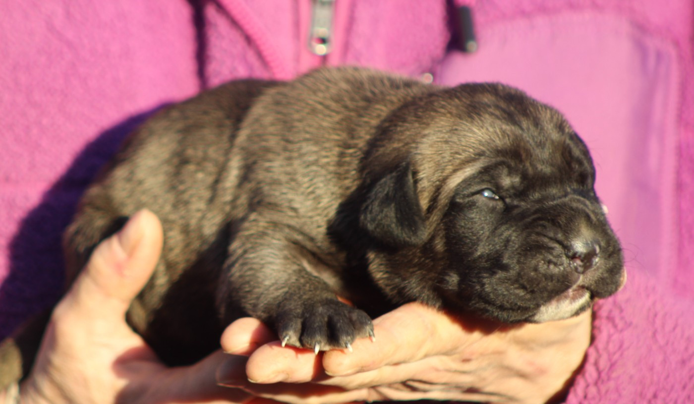 de Genevayse - Chiots disponibles - Cane Corso