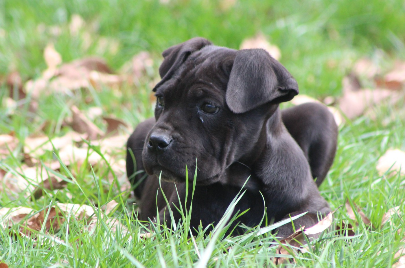 de Genevayse - Chiots disponibles - Cane Corso