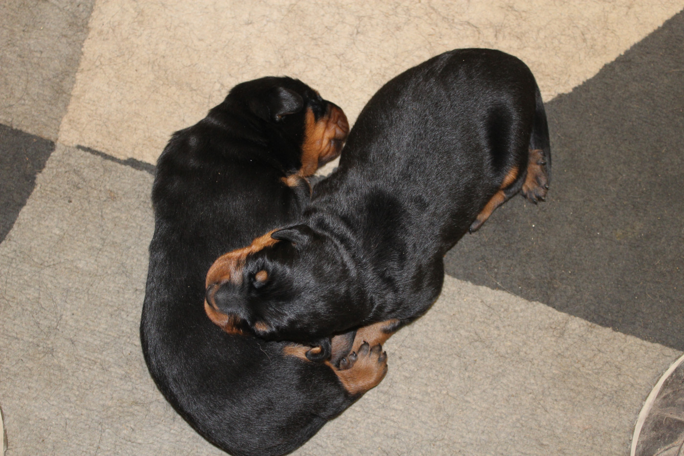 Chiot Berger de Beauce de Genevayse