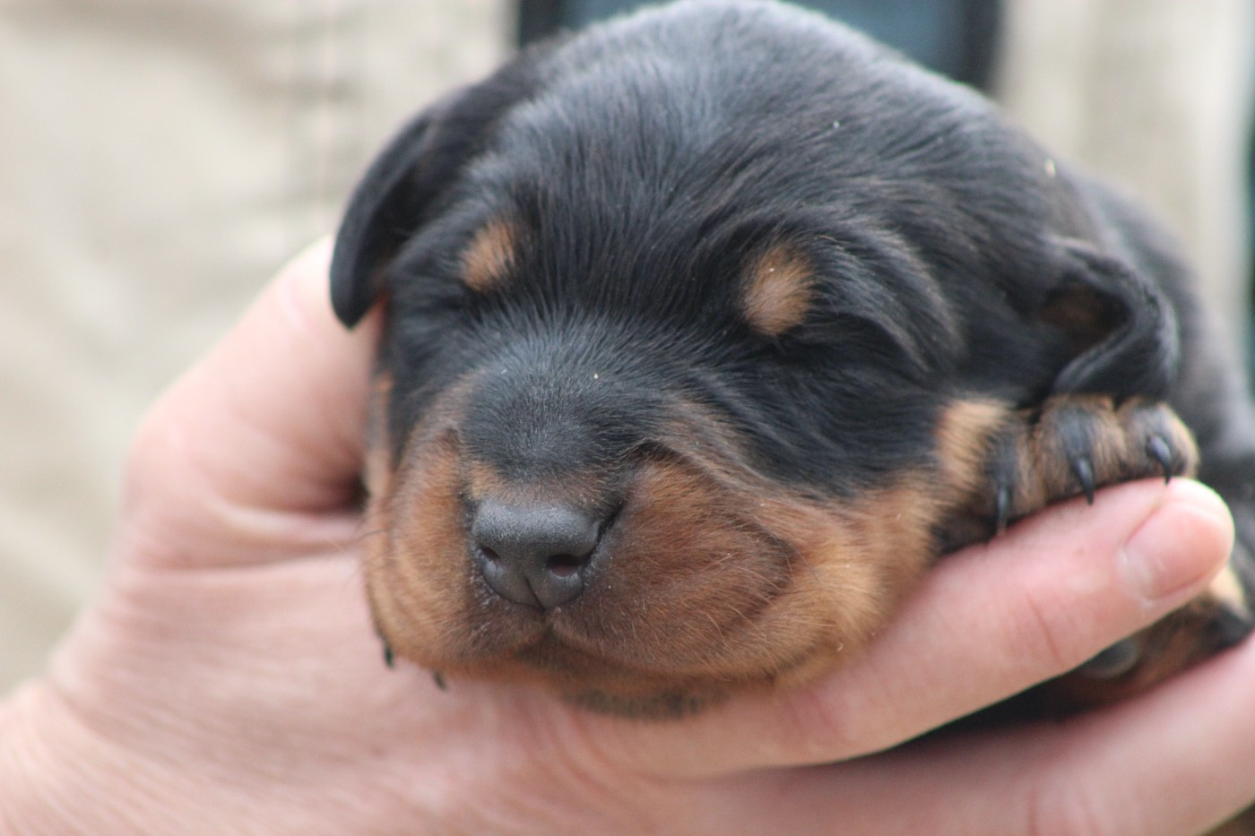 de Genevayse - Chiots disponibles - Berger de Beauce