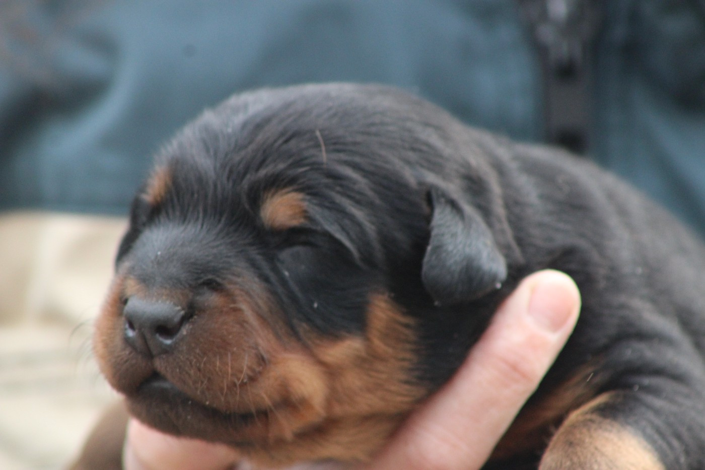 de Genevayse - Chiots disponibles - Berger de Beauce