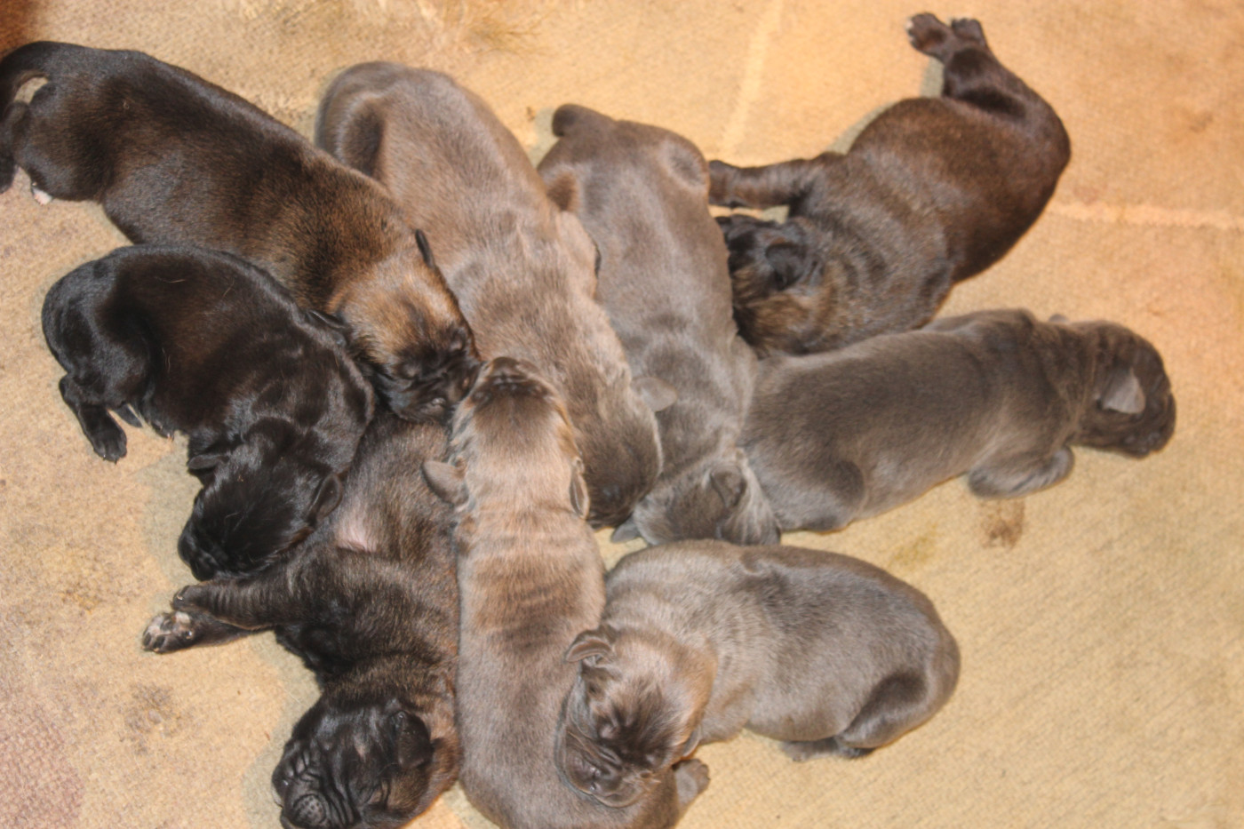 de Genevayse - Cane Corso - Portée née le 13/03/2026