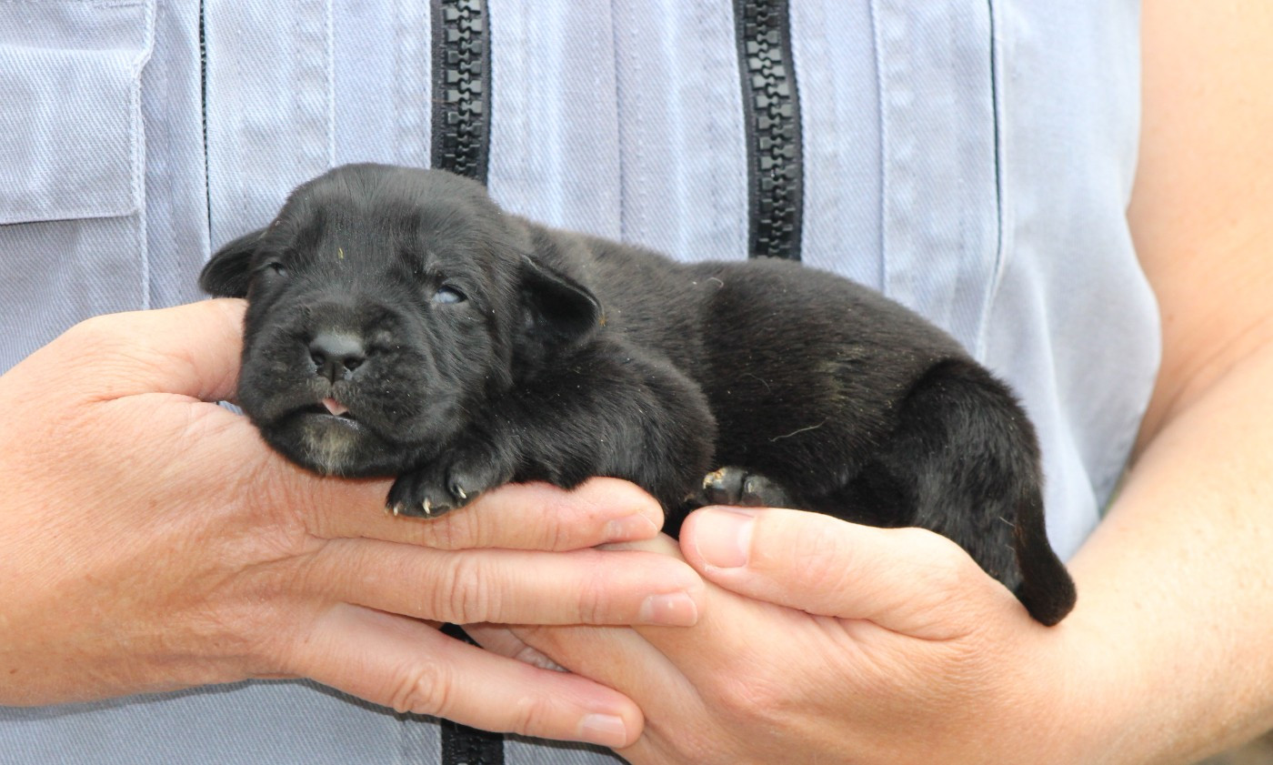 de Genevayse - Chiots disponibles - Cane Corso