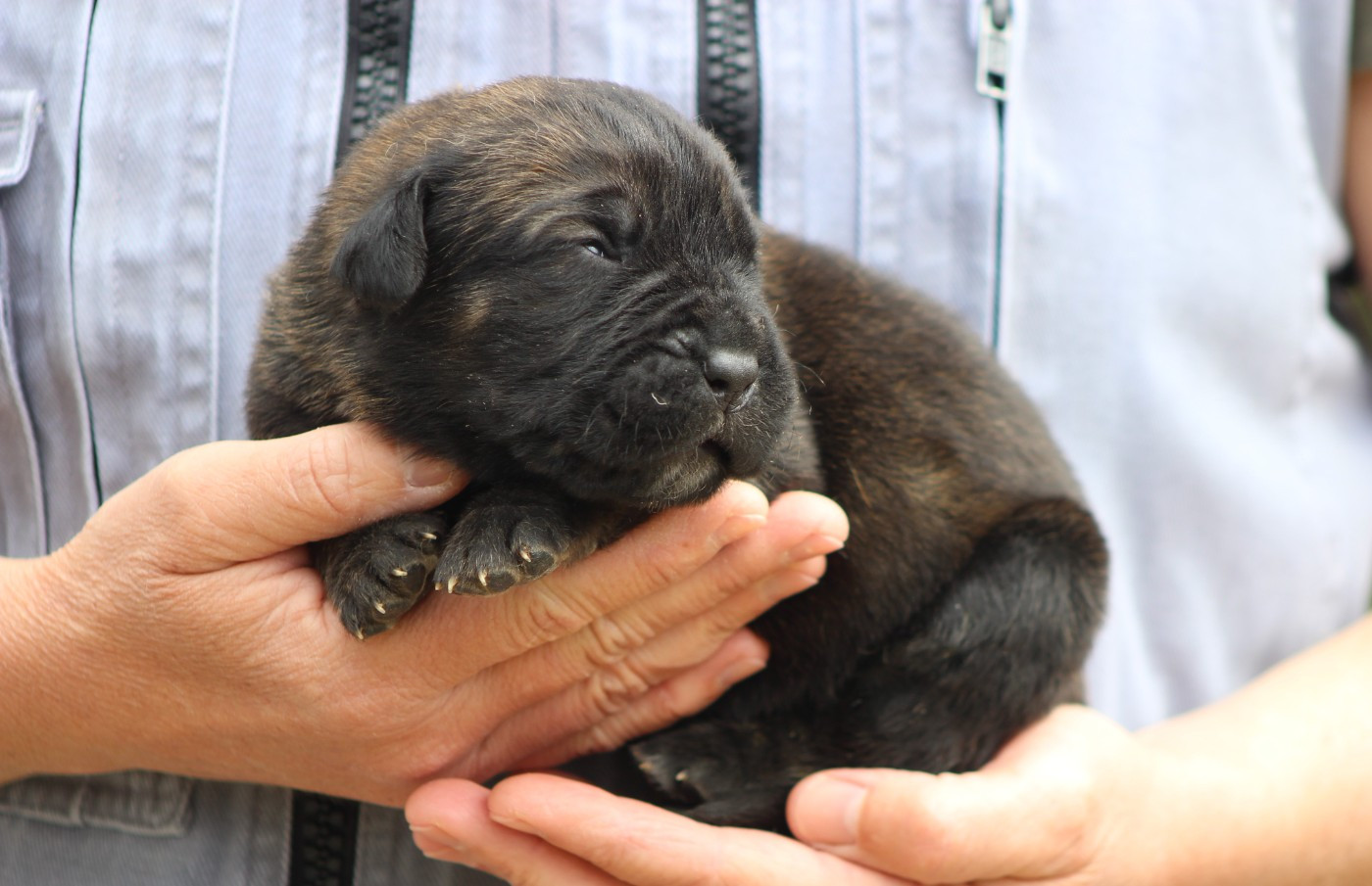 de Genevayse - Chiots disponibles - Cane Corso