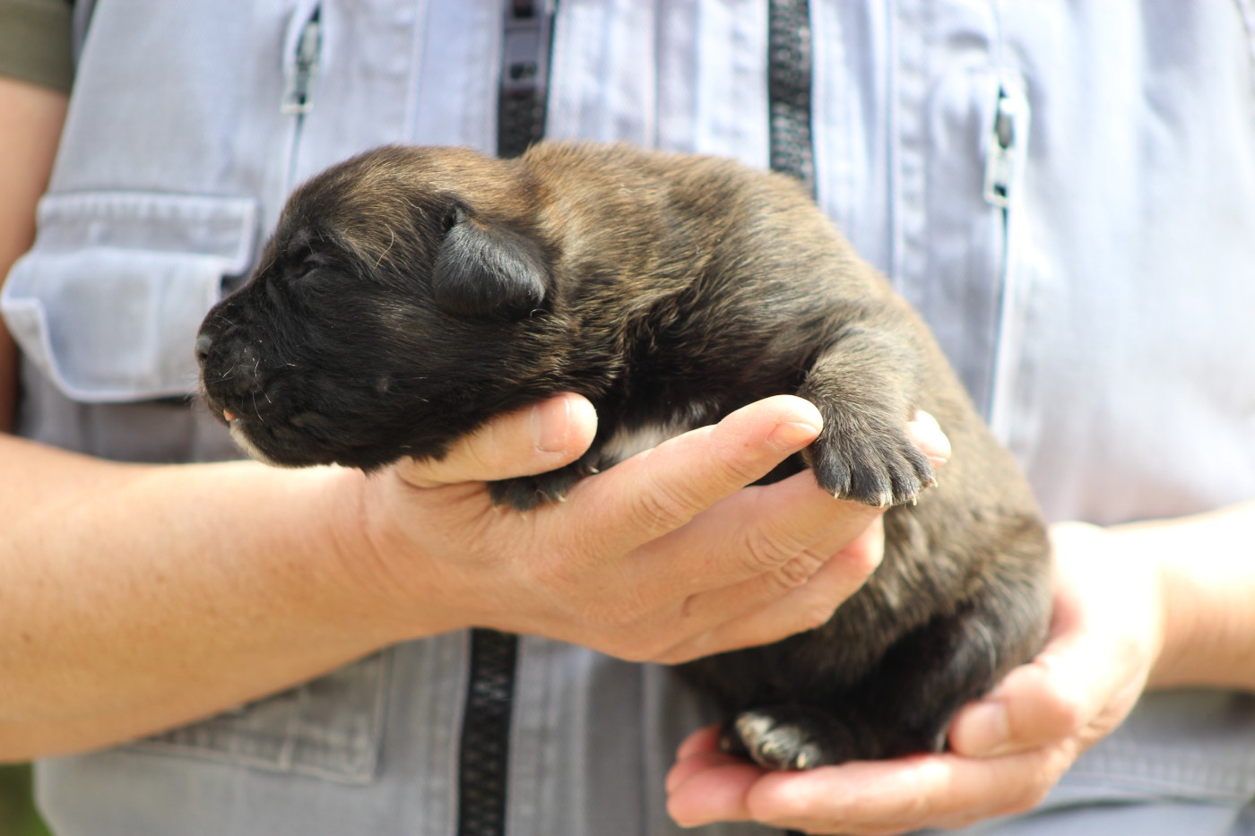 de Genevayse - Chiots disponibles - Cane Corso