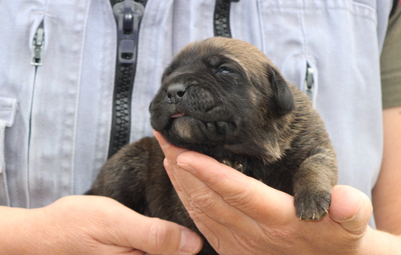 de Genevayse - Chiots disponibles - Cane Corso