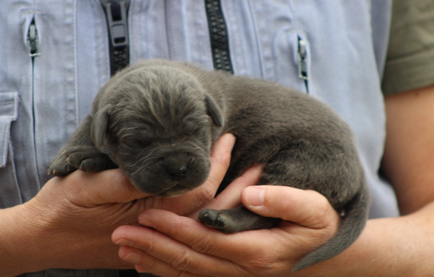 de Genevayse - Chiots disponibles - Cane Corso