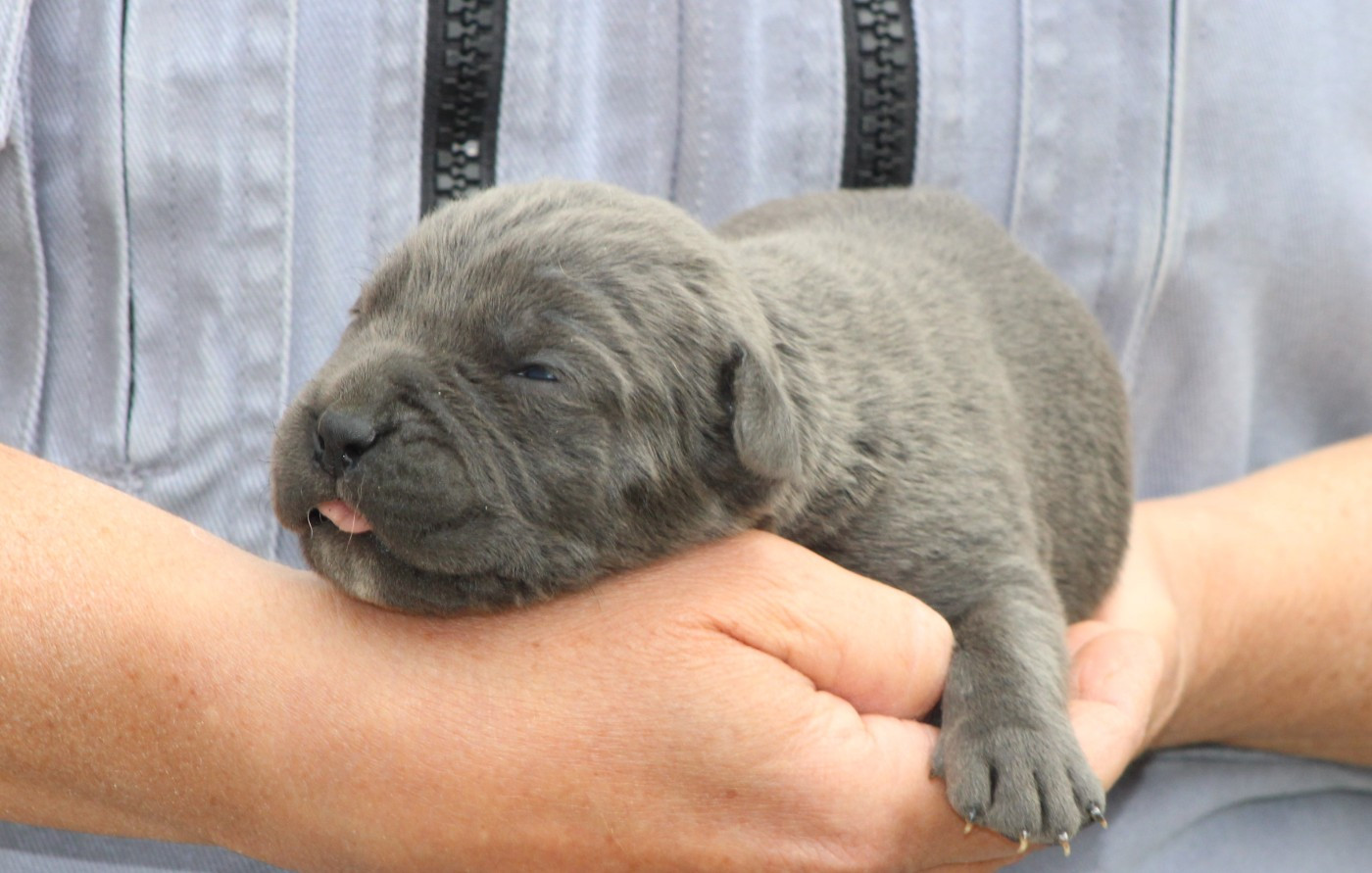 de Genevayse - Chiots disponibles - Cane Corso