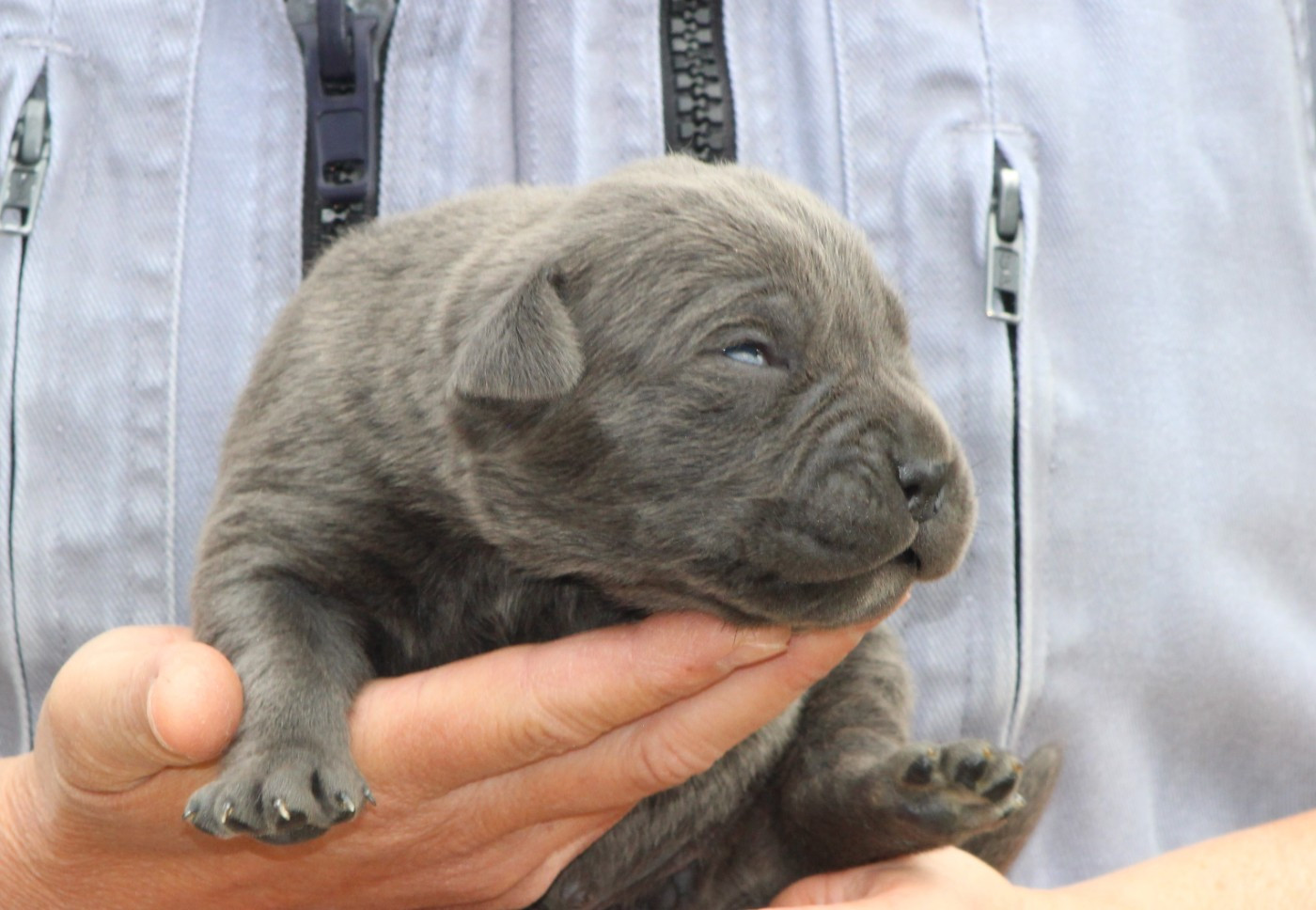 de Genevayse - Chiots disponibles - Cane Corso