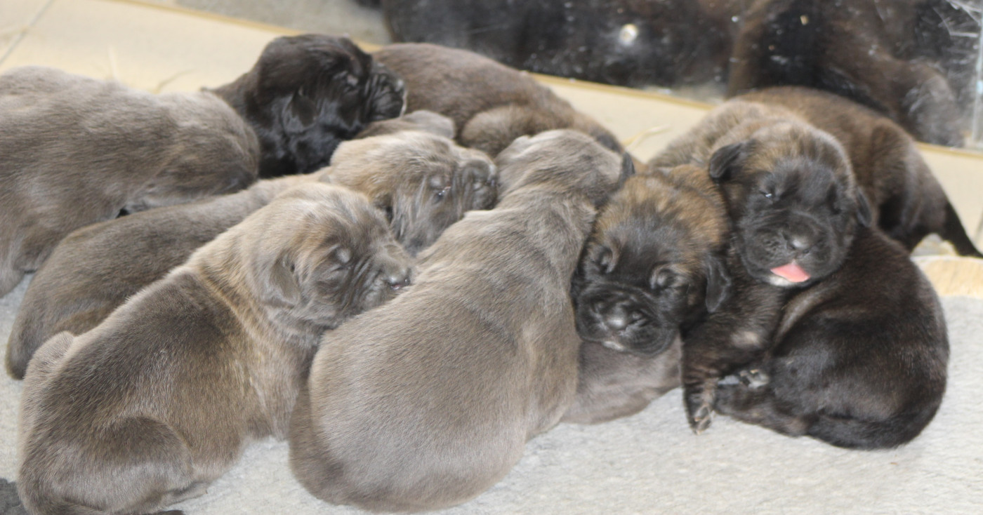 Chiot Cane Corso de Genevayse