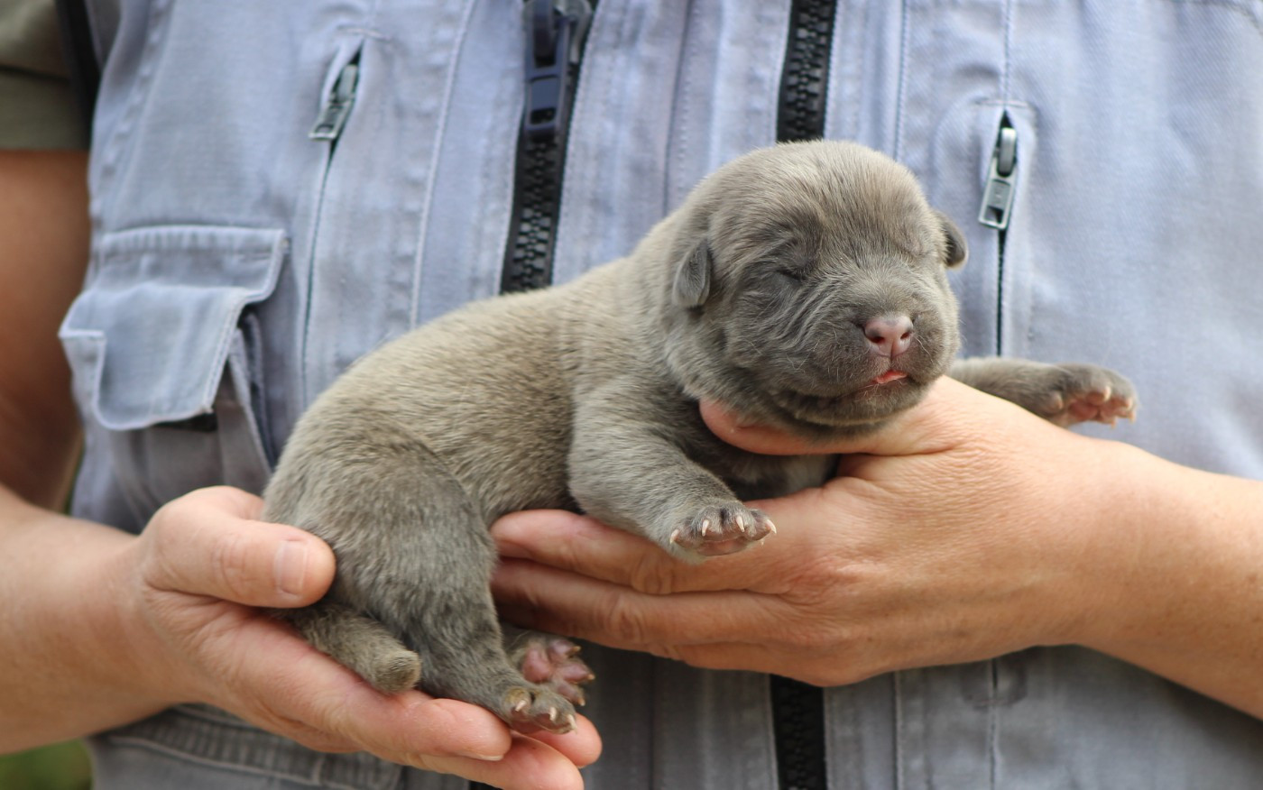 de Genevayse - Chiots disponibles - Cane Corso