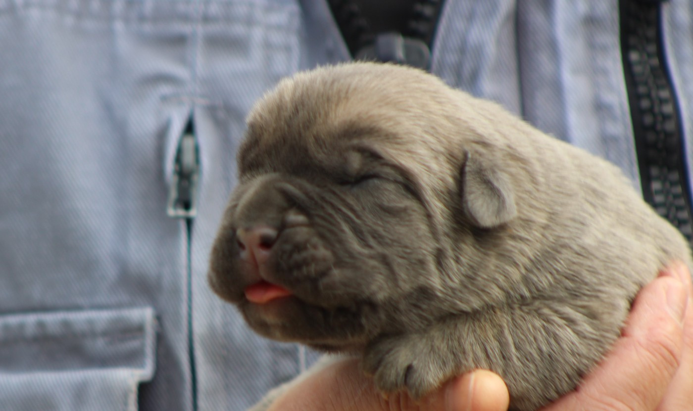 de Genevayse - Chiots disponibles - Cane Corso